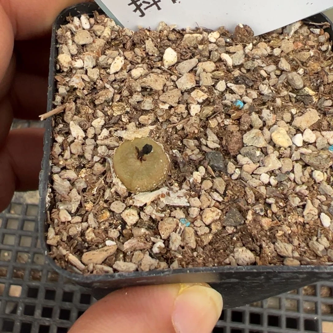 29-265哈莫灯泡多肉植物