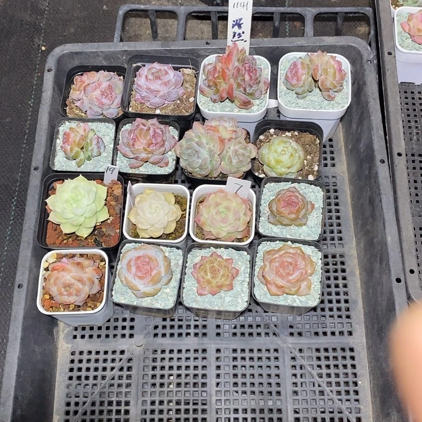 【闪购商品】H**然1141一筐16颗多肉