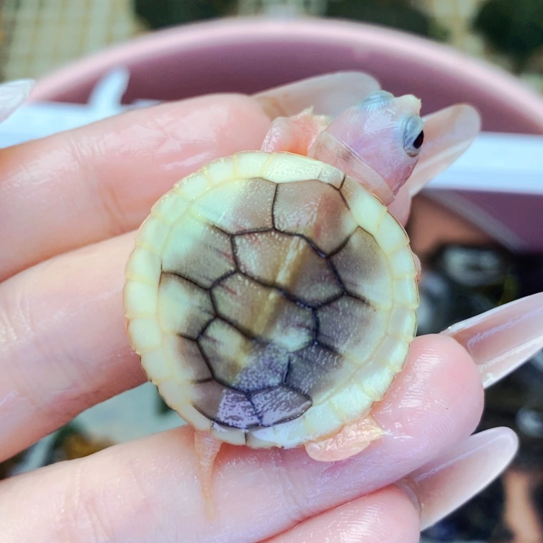 母宠物龟高系数奶油焦糖