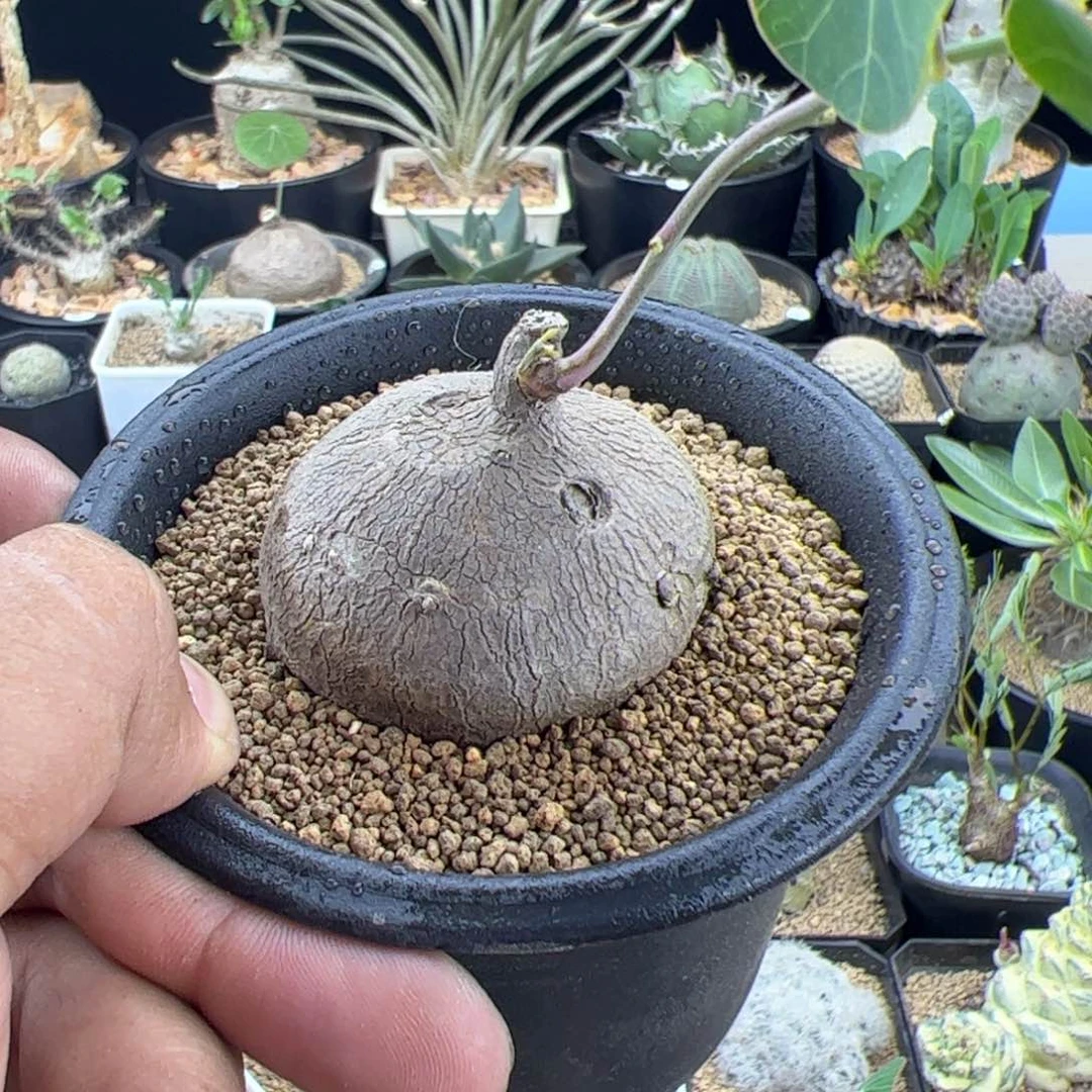 ❀***乐素可泰一物一拍脱土发