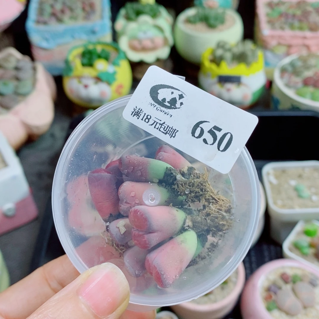 ^***蓉生石花花花花花花花650