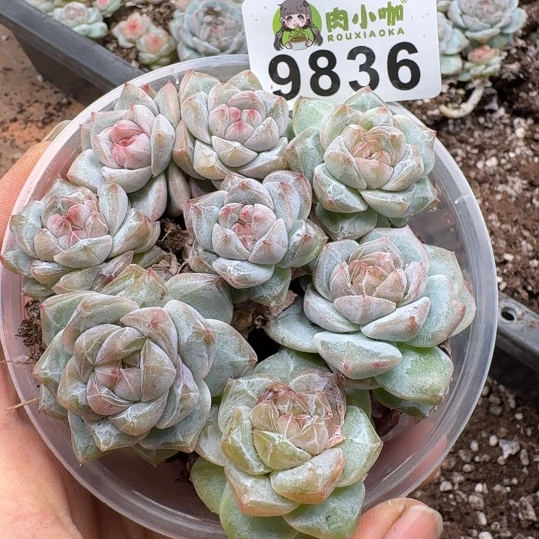 多肉植物多肉植物