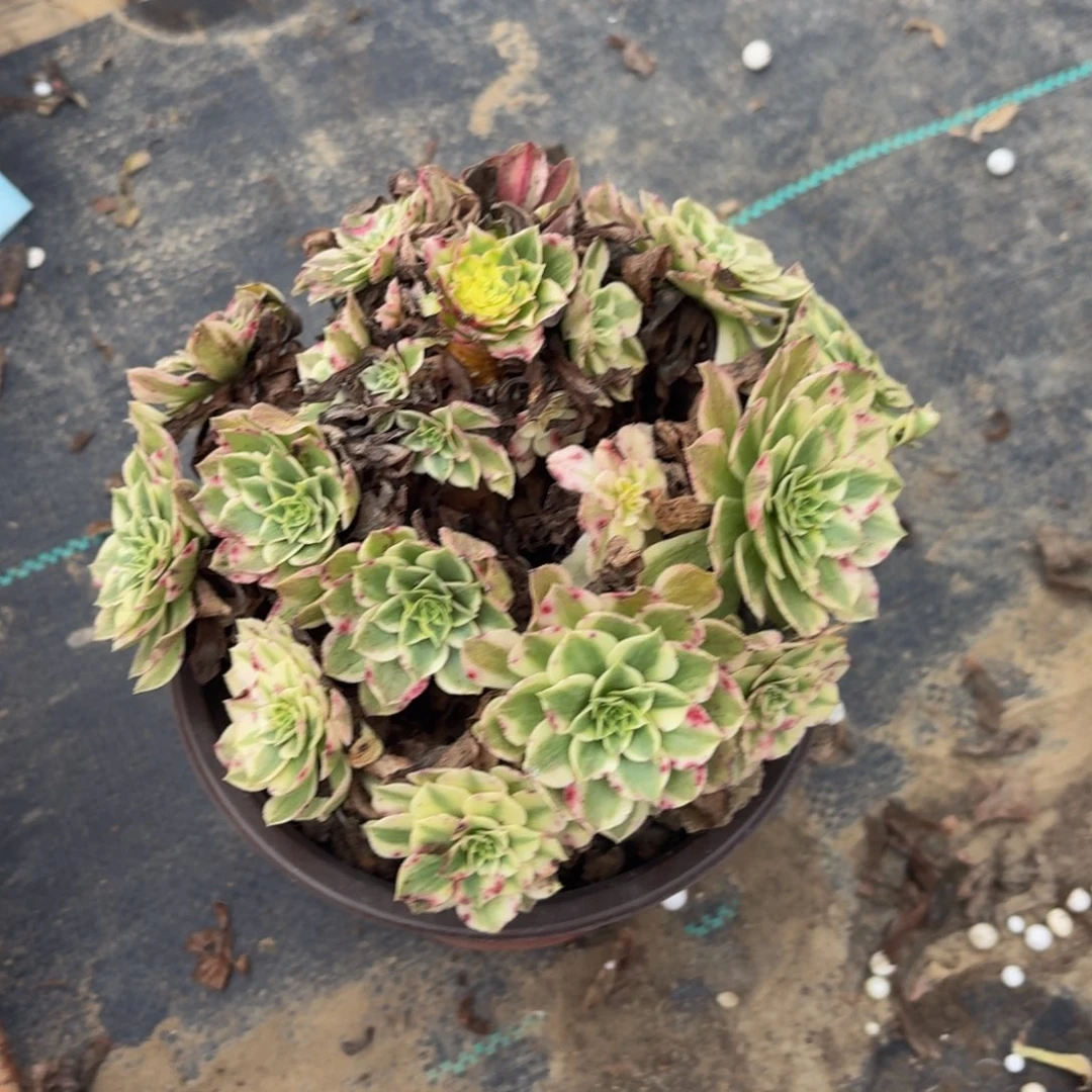 584多肉植物捧花的时候