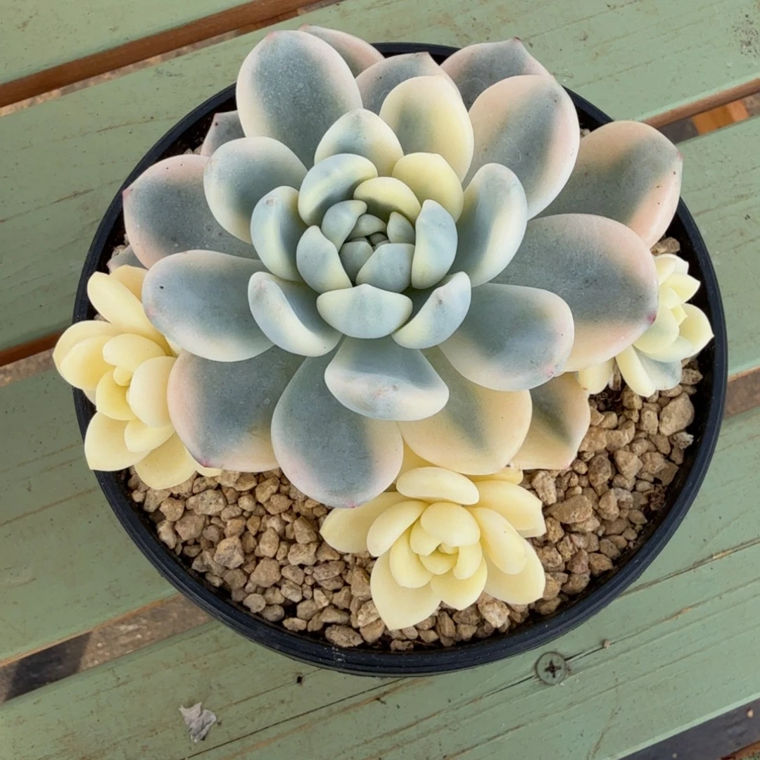 望舒锦锦上园艺一物一拍