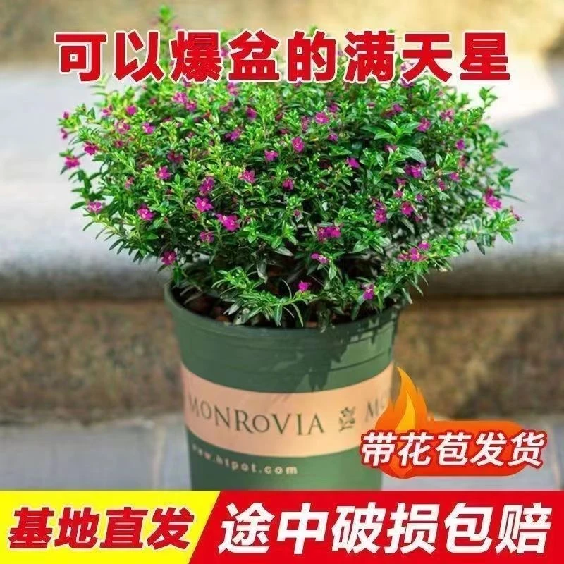 【新店福利】满天星细叶盆栽室内阳台繁星四季开花带花苞繁星爆盆