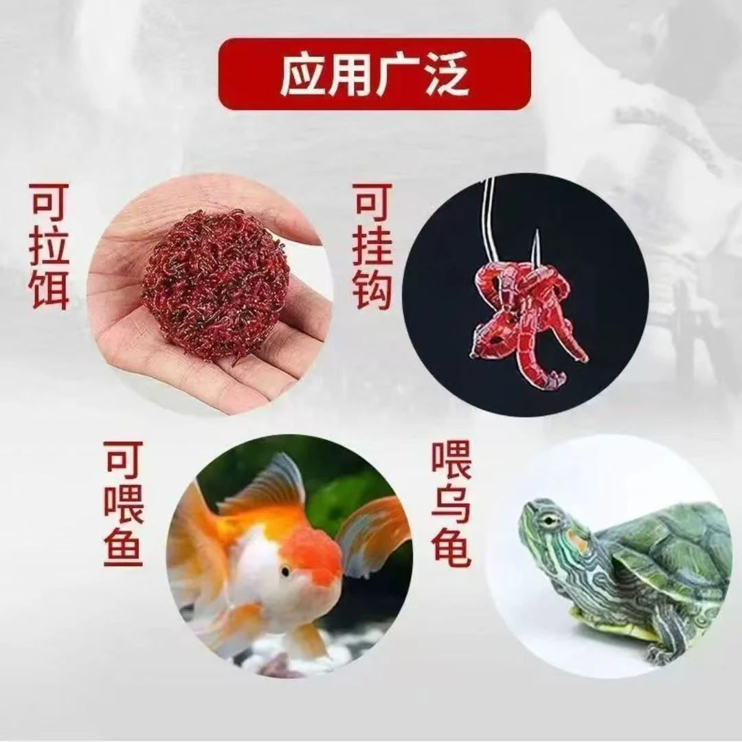 净虫鲜活红虫钓鱼拉饵适用野钓鲫鱼活饵