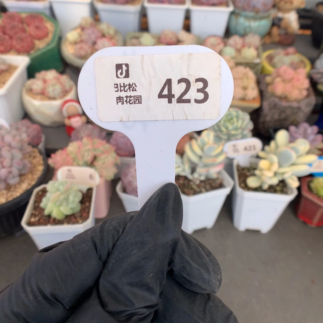 423 冰玉石化盲盒拍