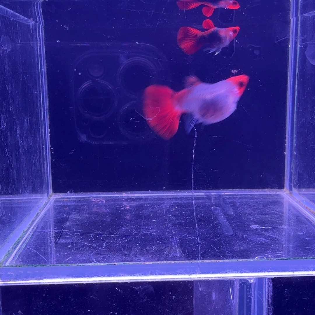 孔雀鱼红头玻璃猫球1对