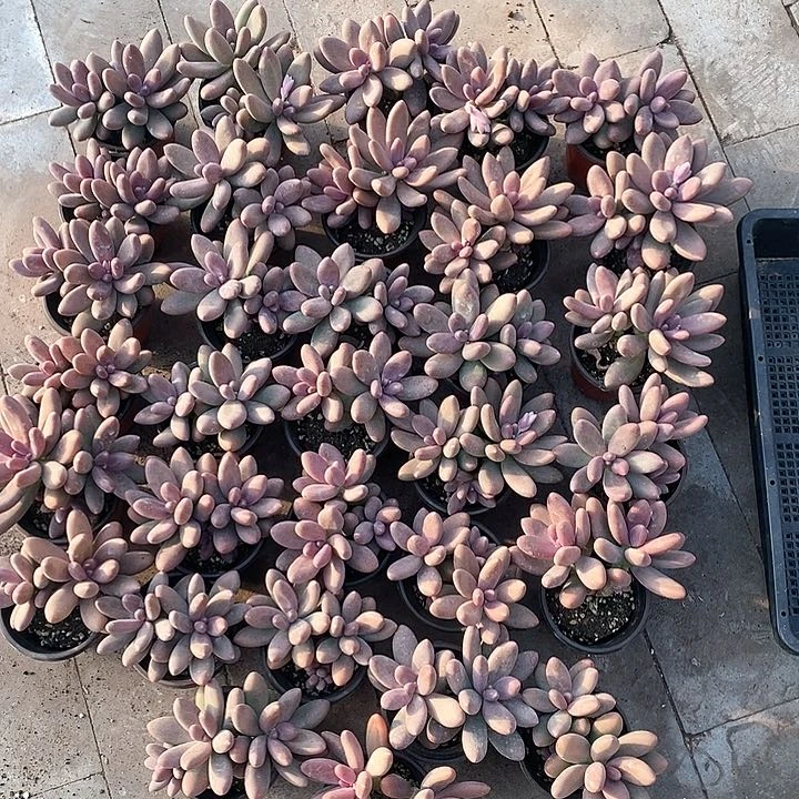 张****肉直播间30颗糖果美人