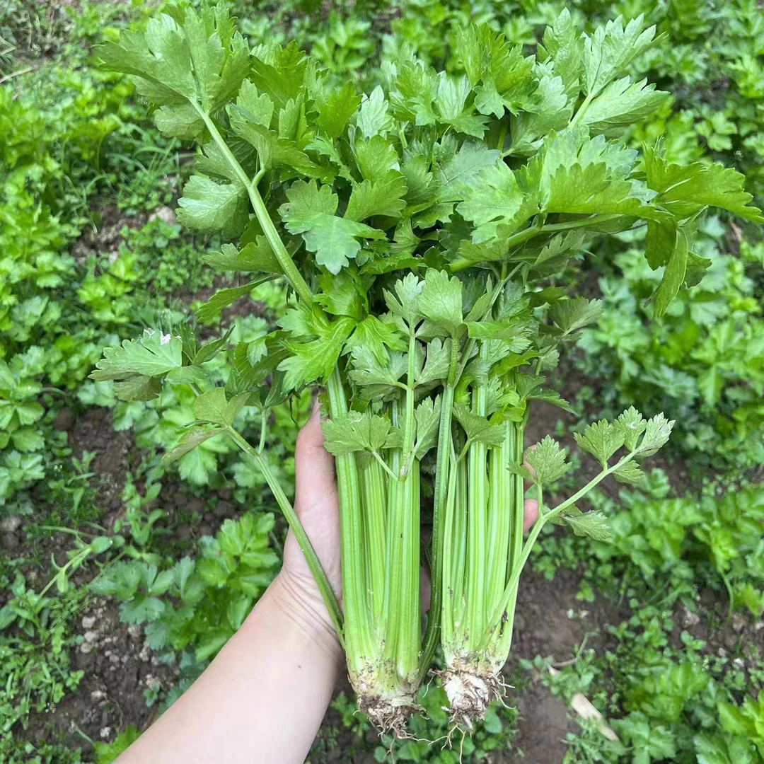 东北农家种植旱芹菜包饺子榨汁鲜甜青菜