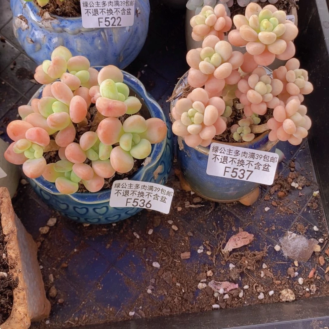 洛神，洛可可各19一棵多肉植物
