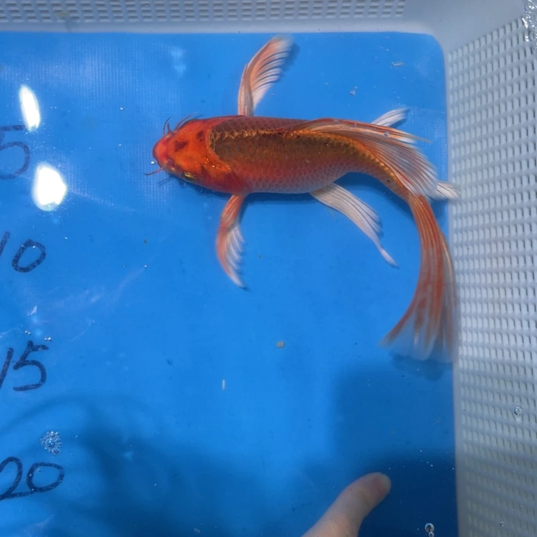 锦鲤蝴蝶锦鲤包邮包邮