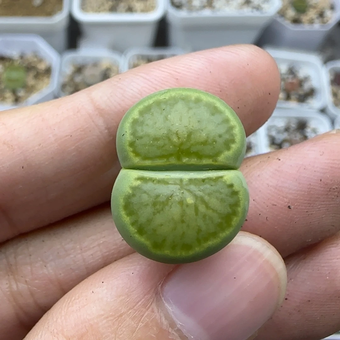 509绿菊清框福利30包邮