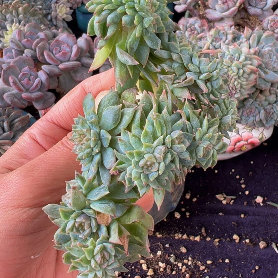 新年快乐 新年快乐