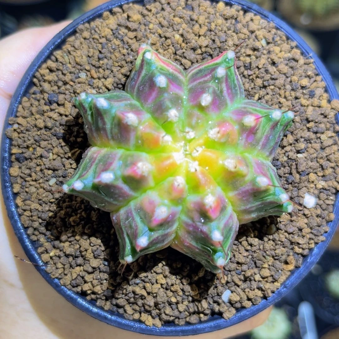 荧光轮回锦 米哈仙人球