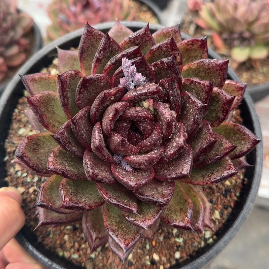 从前慢花园精选黑水晶玫瑰大号