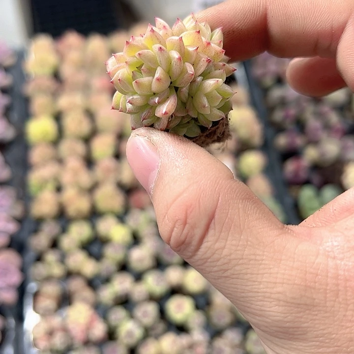 蝴蝶麦秆 满10颗包邮