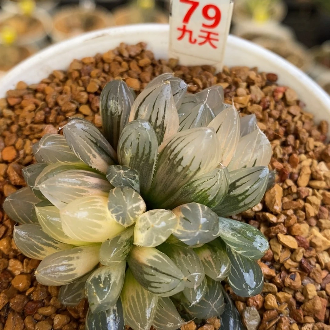 79号糊斑霓虹灯玉露锦多头