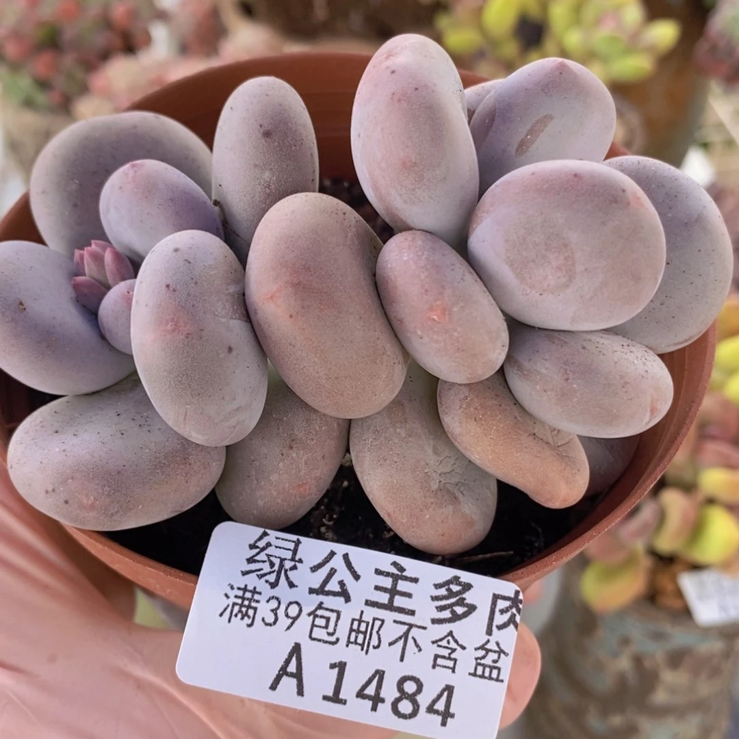 黄金大叶奶8cm1484多肉植物