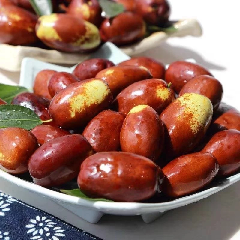 2025黄河边正宗鸡心栆现摘现发长枣生吃脆甜蒸吃软糯香甜