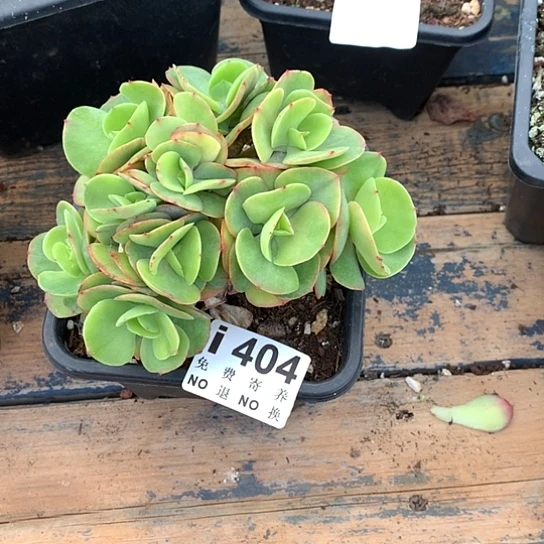 莫尼卡朵朵404 亏本处理退单拉黑7-8发