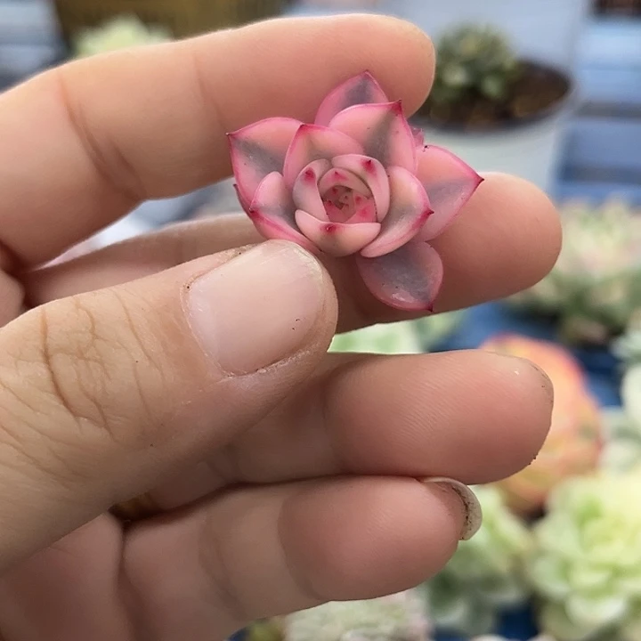 玛丽皇后腹轮锦无根