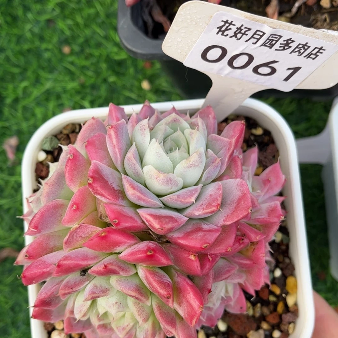 多肉植物0061 满30包邮