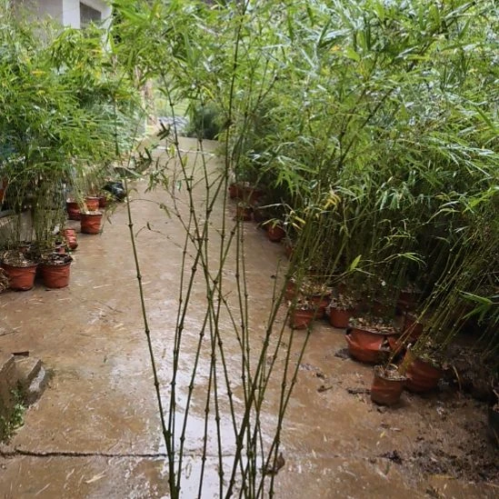 熙***堂完全开放筇竹算盘竹盆栽绿植