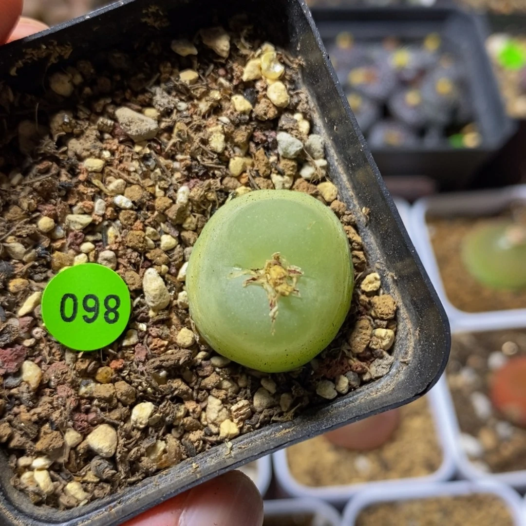 拉登2.1多肉植物860