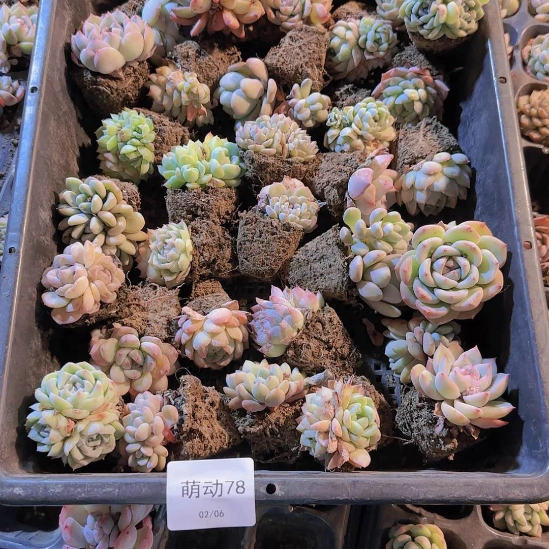 直播一物一拍多肉78