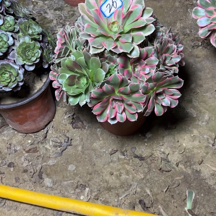 多肉植物粉女妖法师26