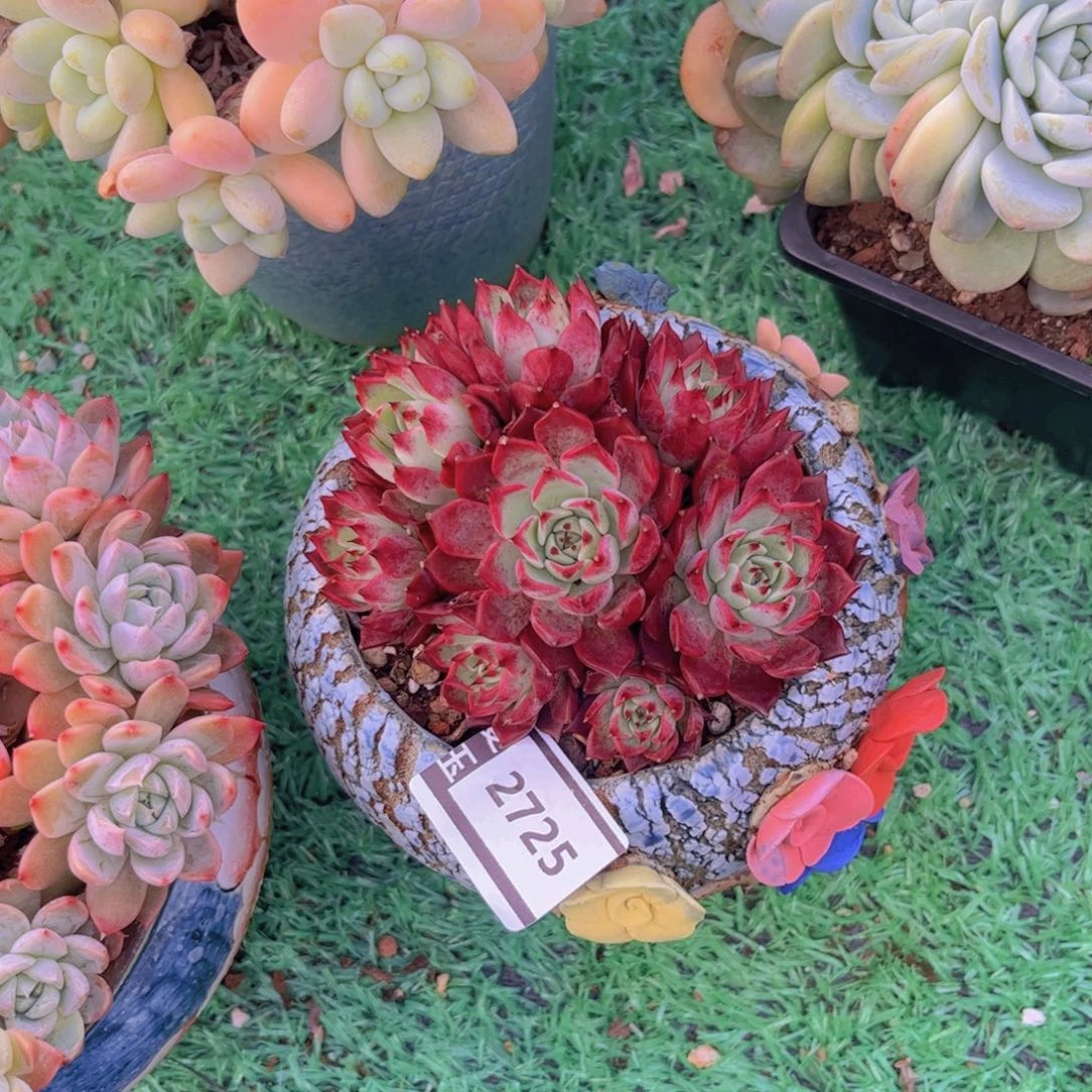 黑夜多肉植物2725