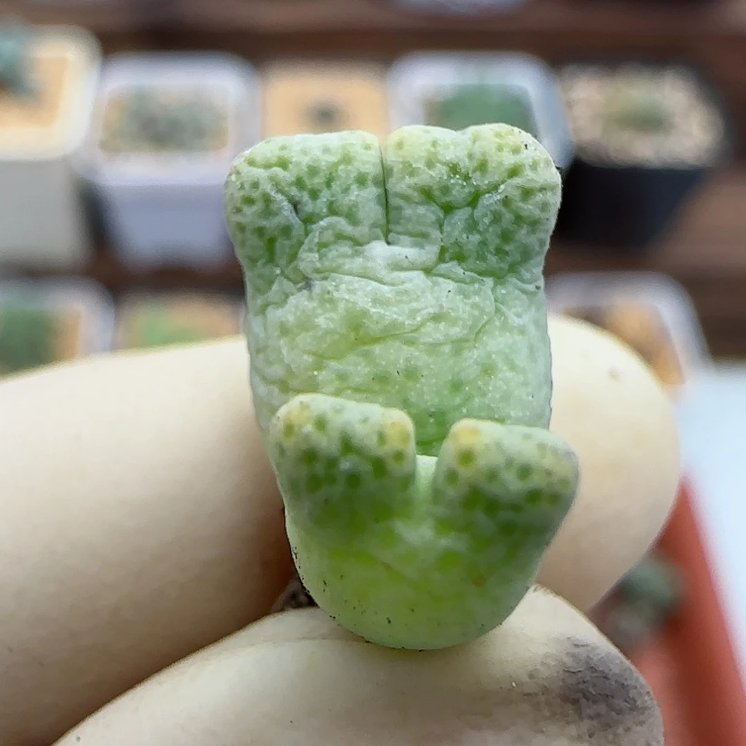 785鹿角711-59斑马