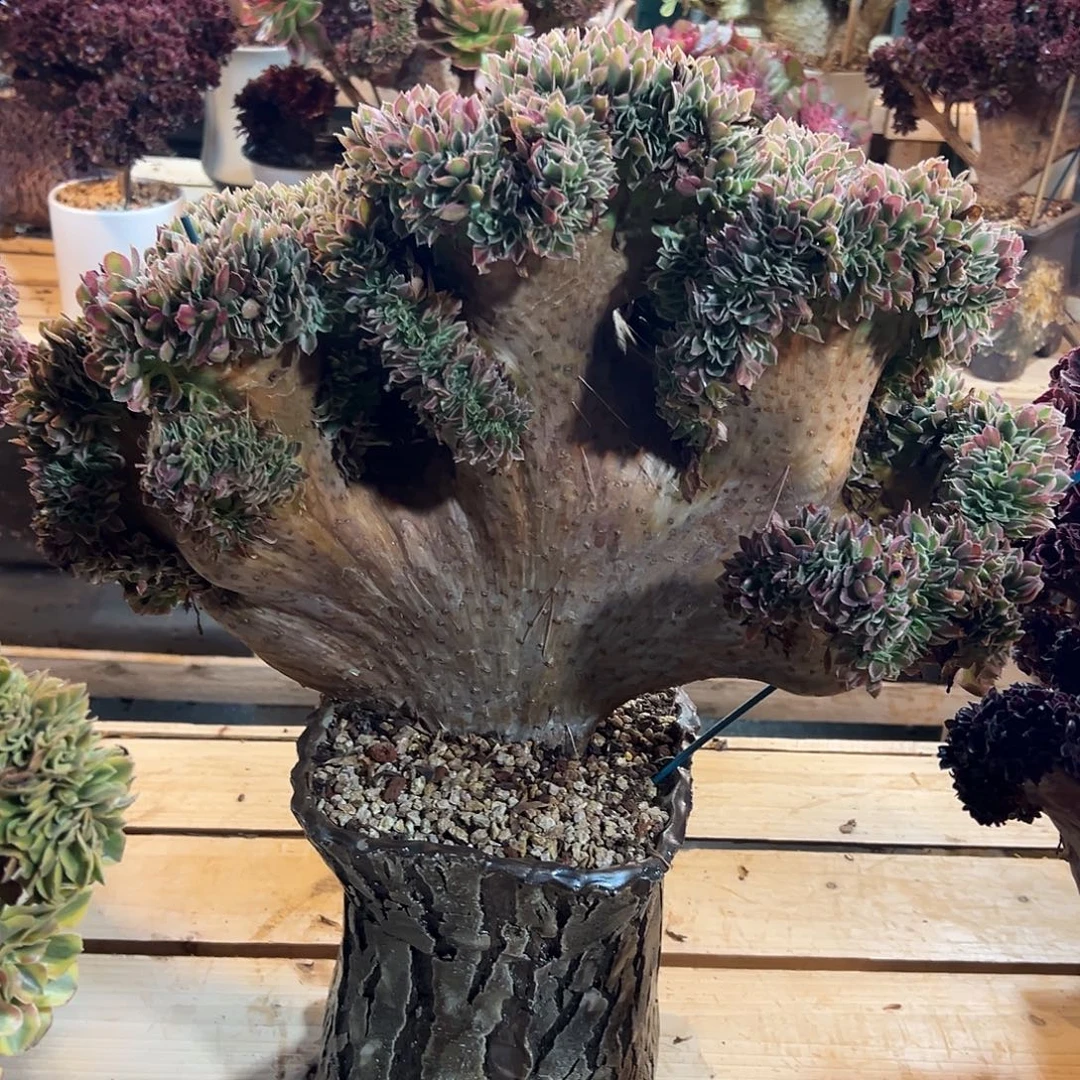 A***a白凤缀化老桩厚板整版