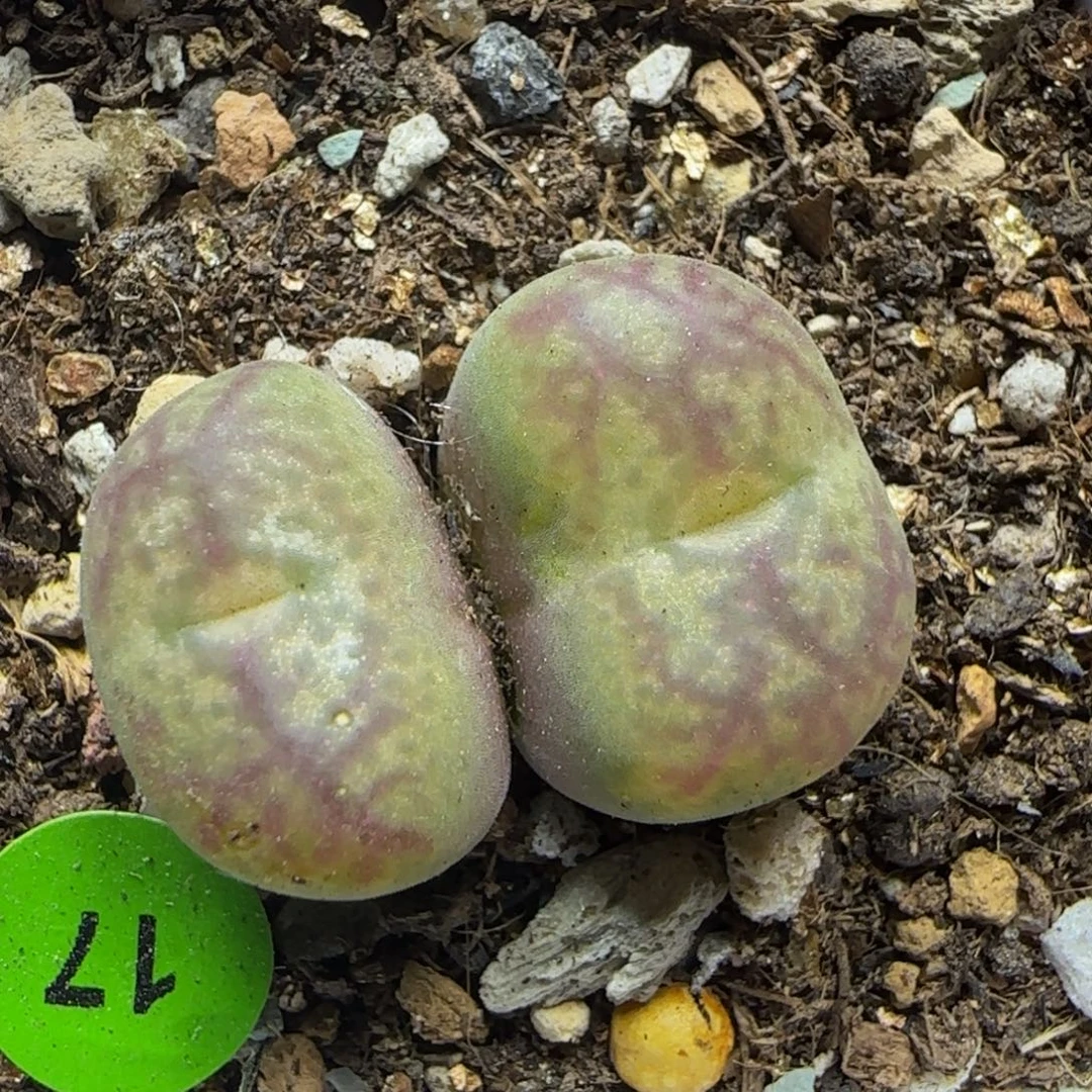 黄底红纹多肉植物17