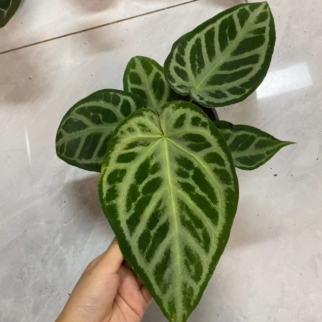 不开花植物撕裂纹水晶杂铜锣烧