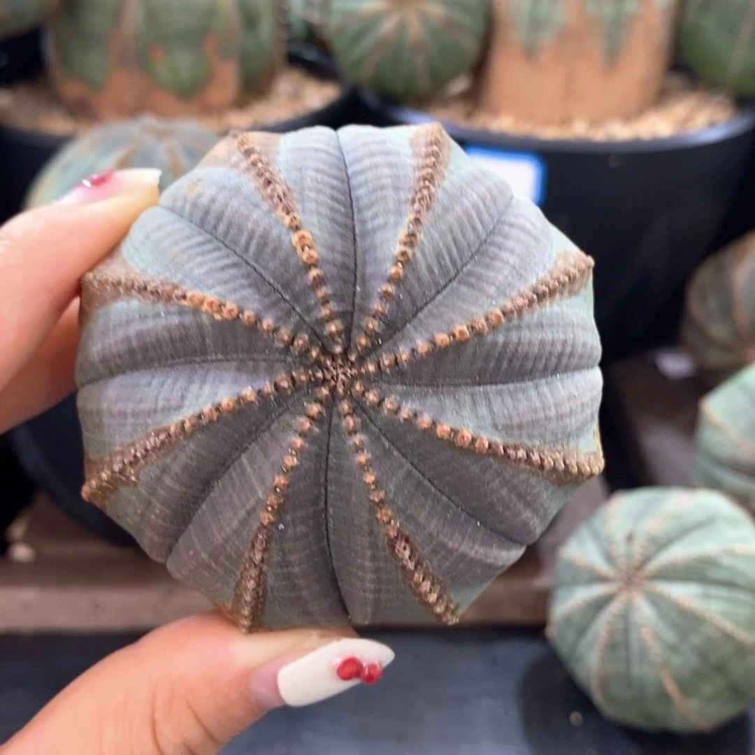 原产地布纹球一物一拍