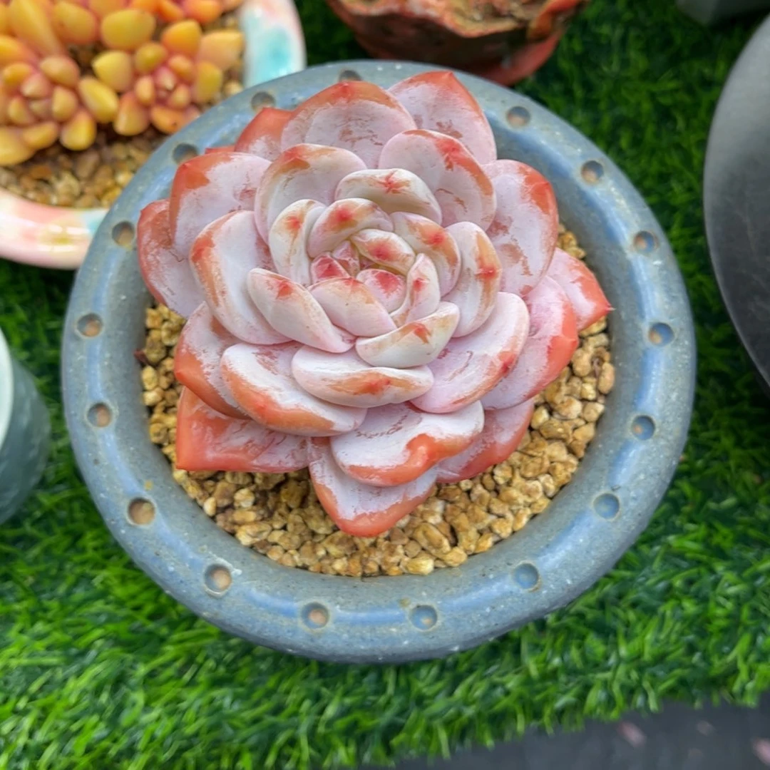 桃**卯橙梦露老桩粗腿