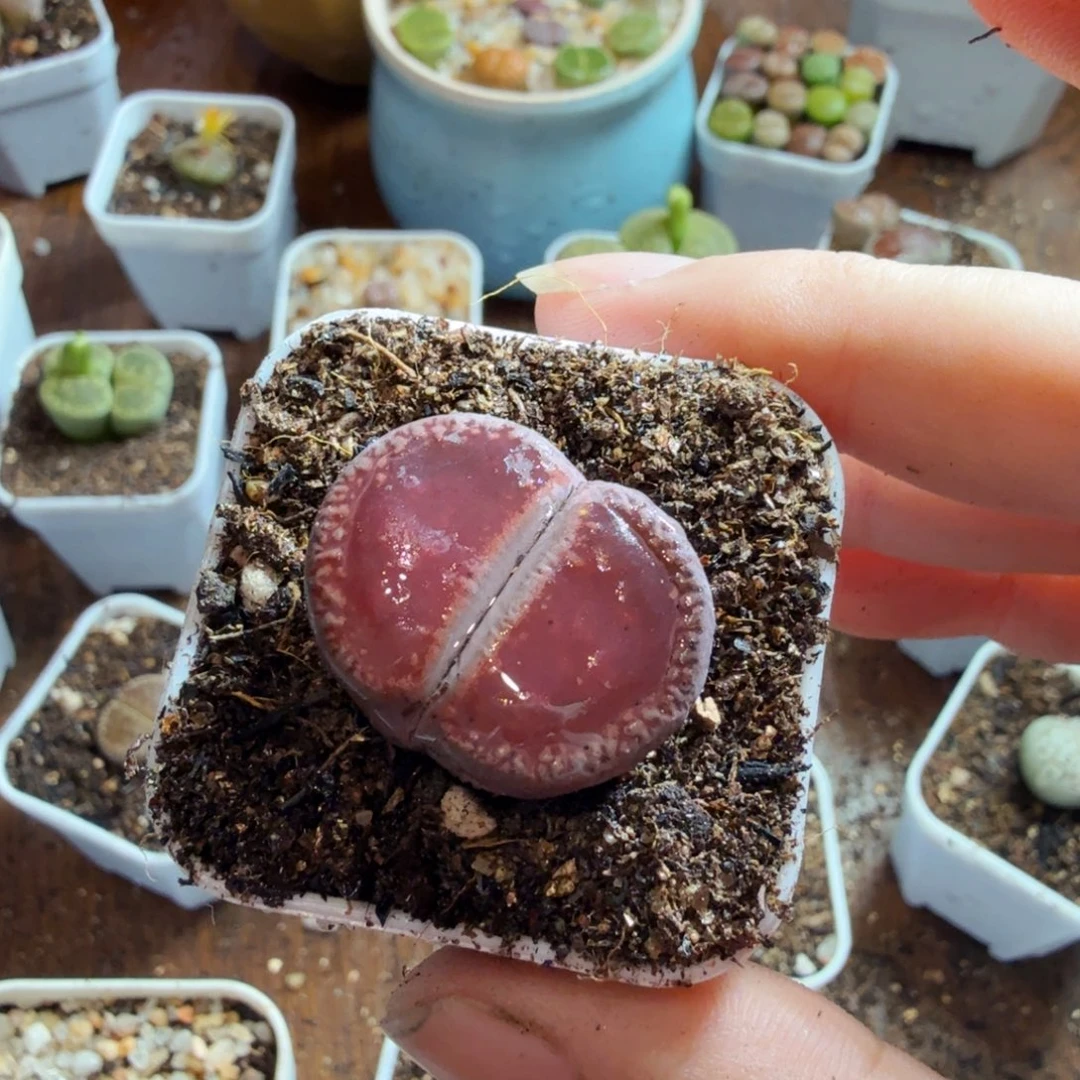 时***转多肉植物的生长发育和579