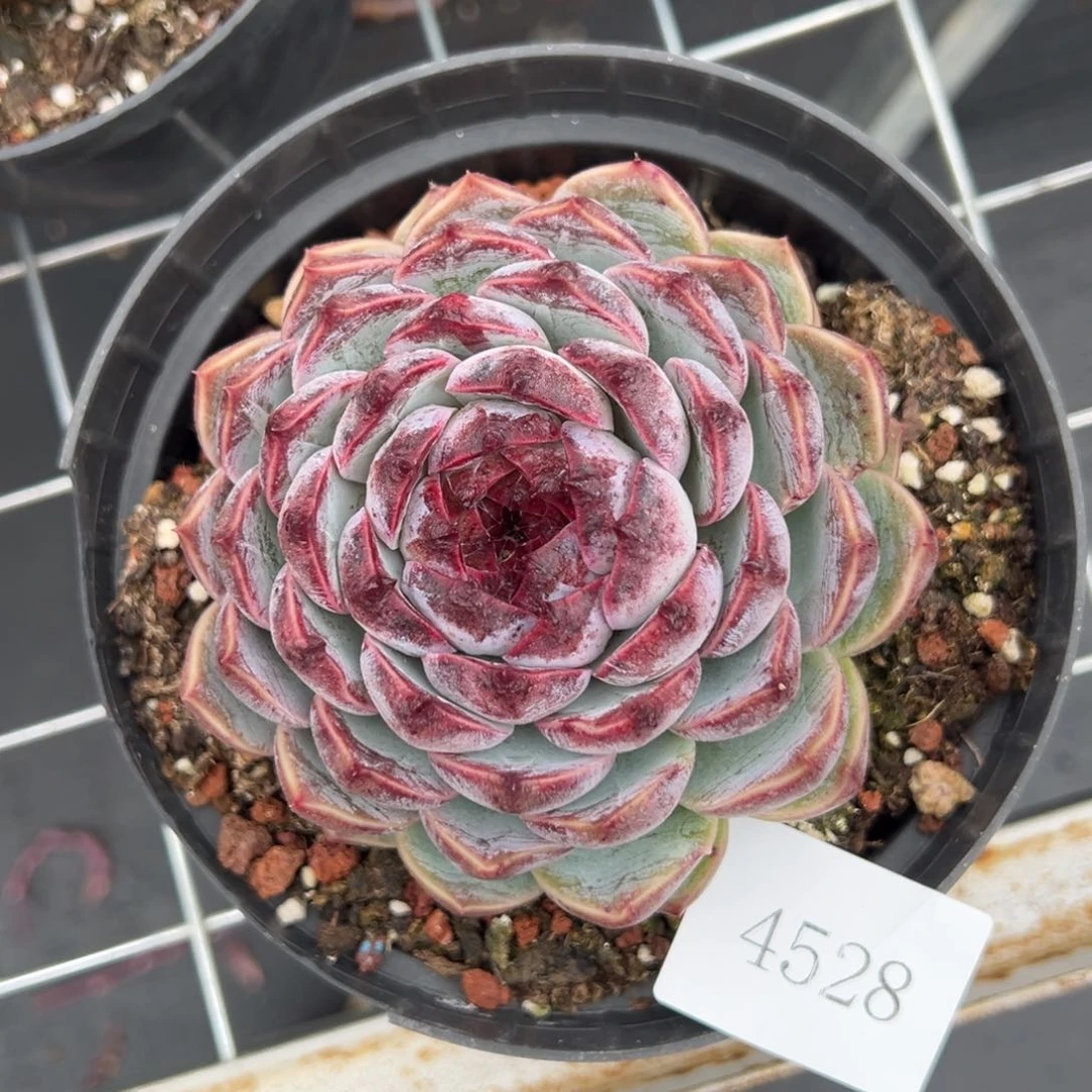 木*易4528肉肉肉肉肉肉肉