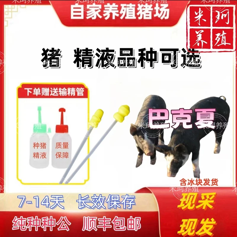 巴克夏种公精液一件包邮包对版生态养殖批发输精管猪用耗材
