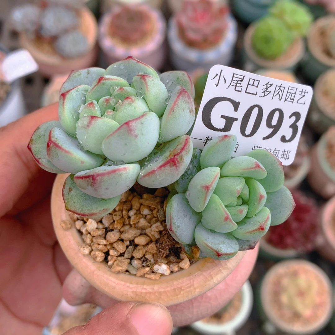 小尾巴5CM迷你拇指盆G093