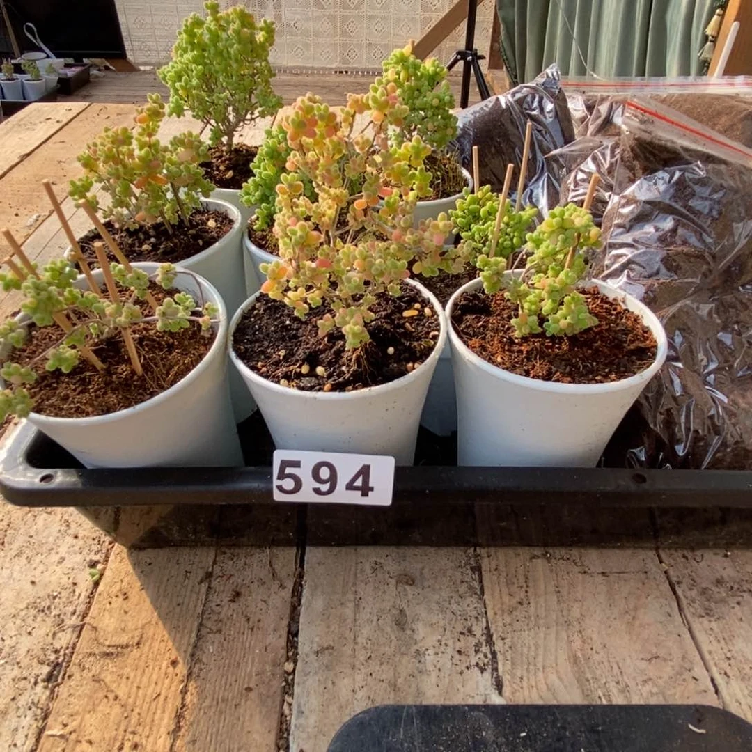 枝干番杏多肉植物594