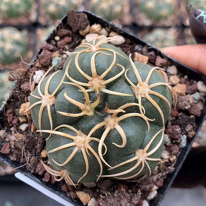 1实生伏刺高木海王
