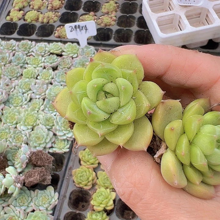 穴盘绿钻3颗19包邮多肉
