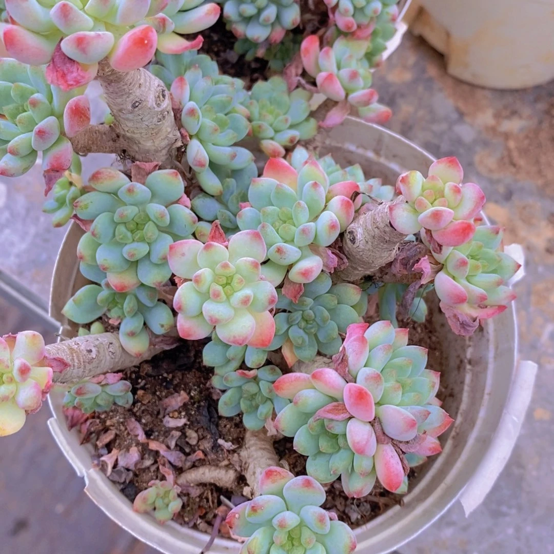 蓝苹果多头群生老桩