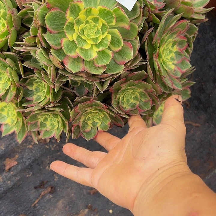 多肉植物福利730个
