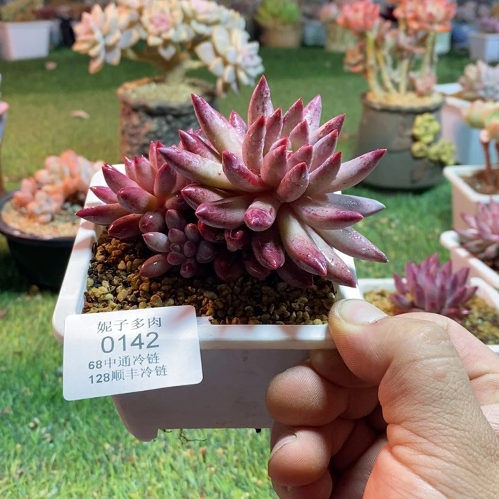0142啊啊啊啊啊啊啊啊啊啊