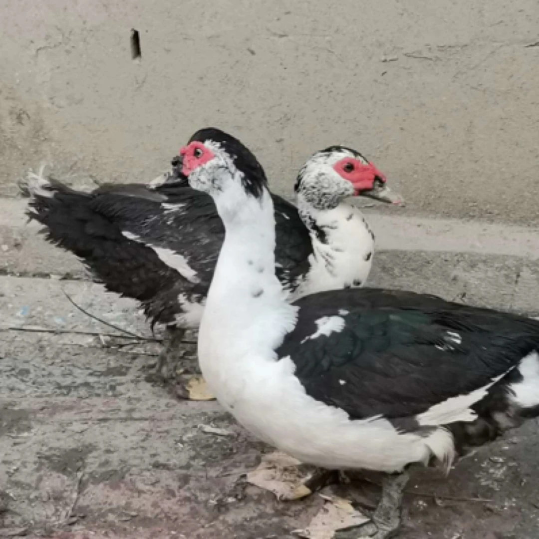 老番鸭当天现杀母鸭1年半公鸭3年当天现宰吃稻谷青菜农家鸭