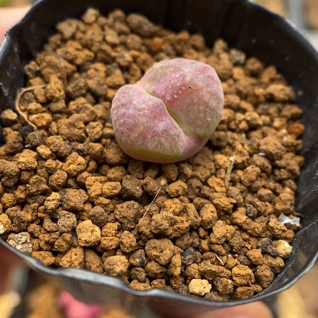 多肉植物肉锥杂交K-517